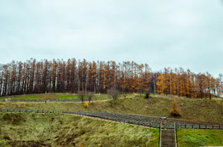 A hillside with terraced grassy slopes, wooden fences, and lines of autumn trees with orange leaves under a cloudy sky. Wooden steps lead up the hill in the foreground.