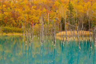 Leafless tree trunks stand in clear blue water with vibrant autumn trees in the background, featuring shades of yellow, orange, and red foliage reflected on the lake’s surface.
