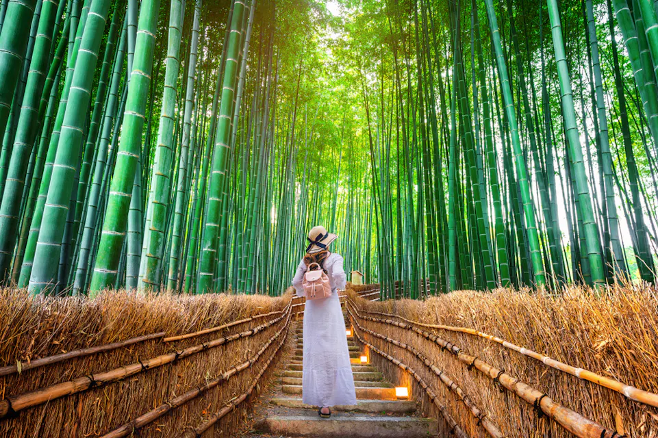 Bamboo Forest in Kyoto