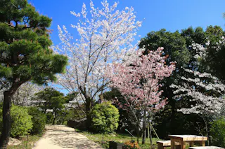 A sunny park scene with a dirt path, blooming cherry blossom trees, green shrubs, pine trees, and wooden benches under a clear blue sky.