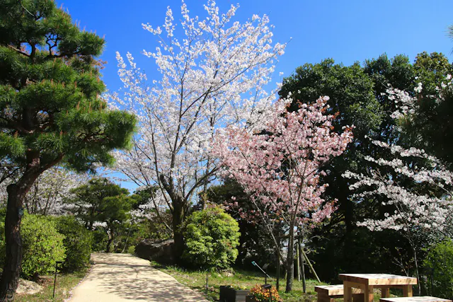 A sunny park scene with a dirt path, blooming cherry blossom trees, green shrubs, pine trees, and wooden benches under a clear blue sky.