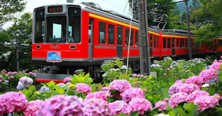Hakone Hydrangea Train