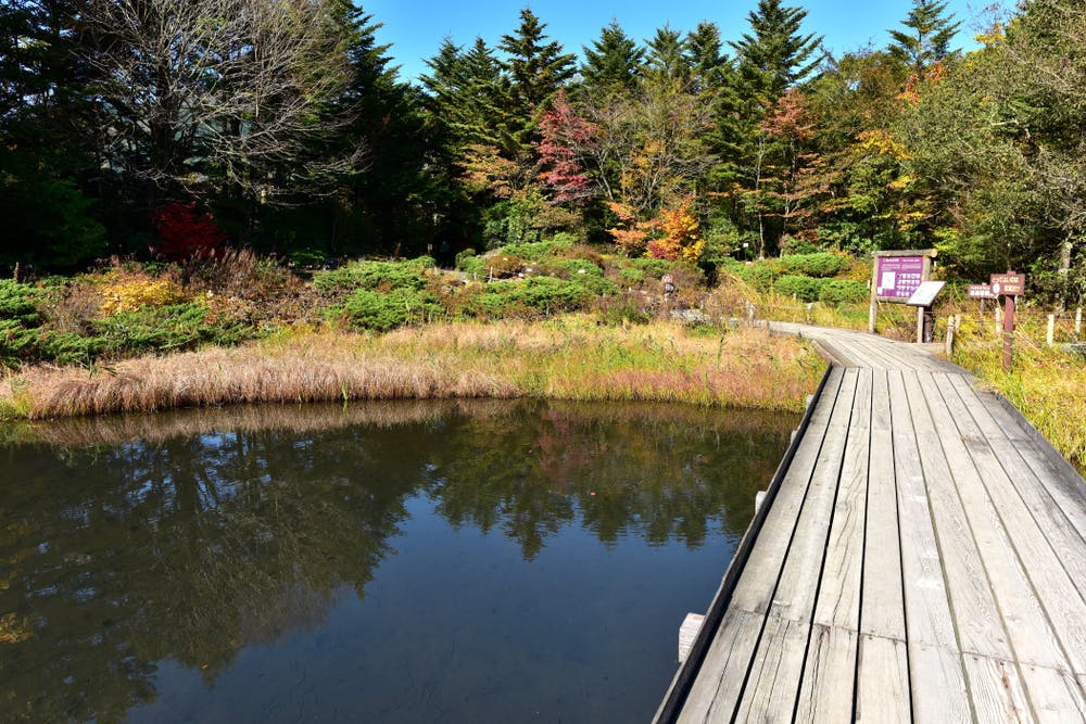 A wooden boardwalk crosses over a calm pond with trees displaying autumn colors in the background under a clear blue sky. Signs are visible near the edge of the forest.