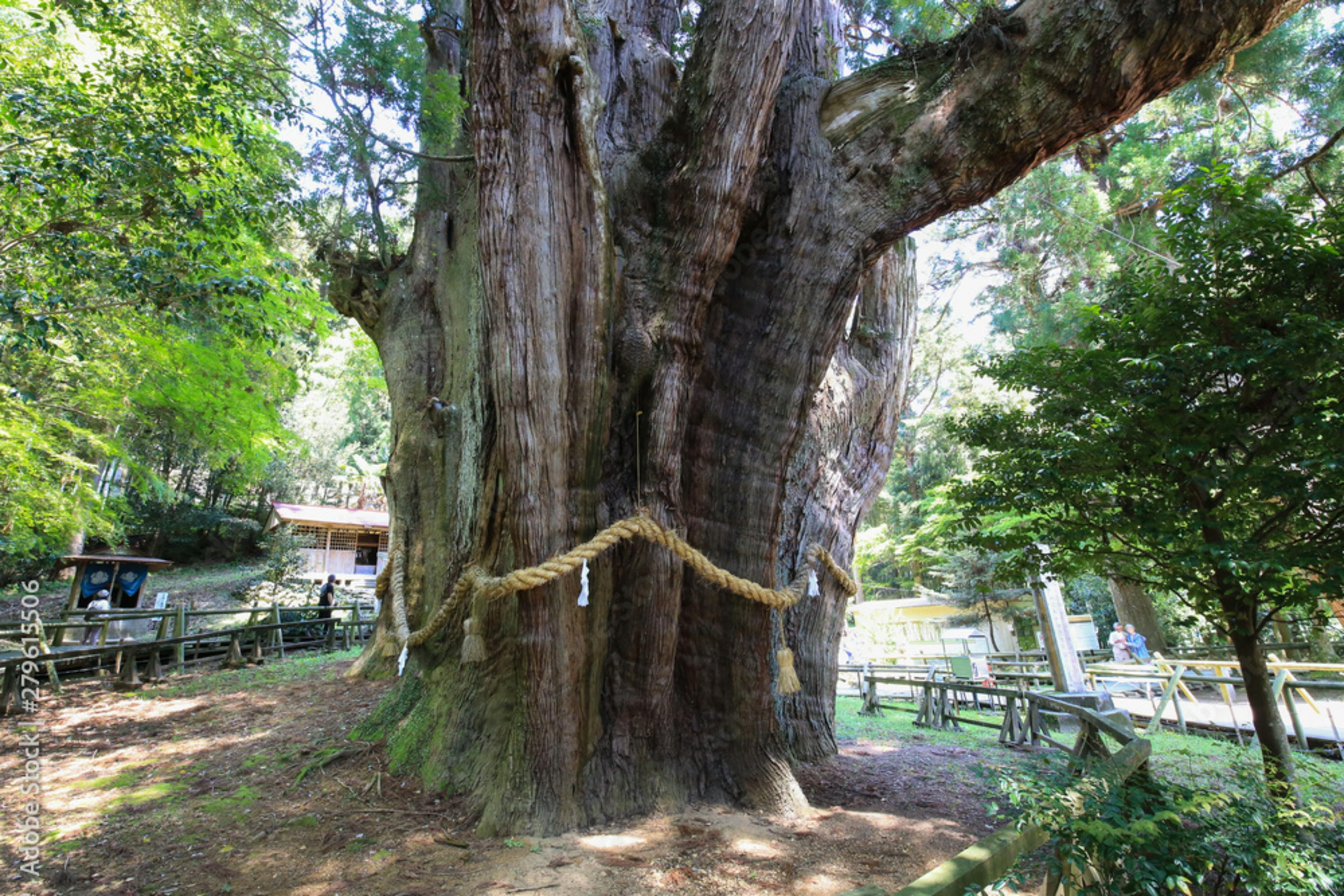 Sugi-no-Osugi Japanese Cedar