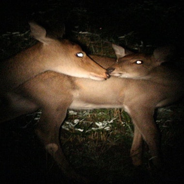 Night Safari Shiretoko Night Safari Shiretoko