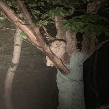 Night Safari Shiretoko Night Safari Shiretoko