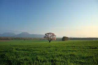 A single tree with pink blossoms stands in the middle of a vast green field, with distant mountains and a clear blue sky in the background.