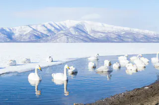 A group of white swans swims and rests on the edge of a partially frozen lake, with snow-covered mountains and a clear blue sky in the background.
