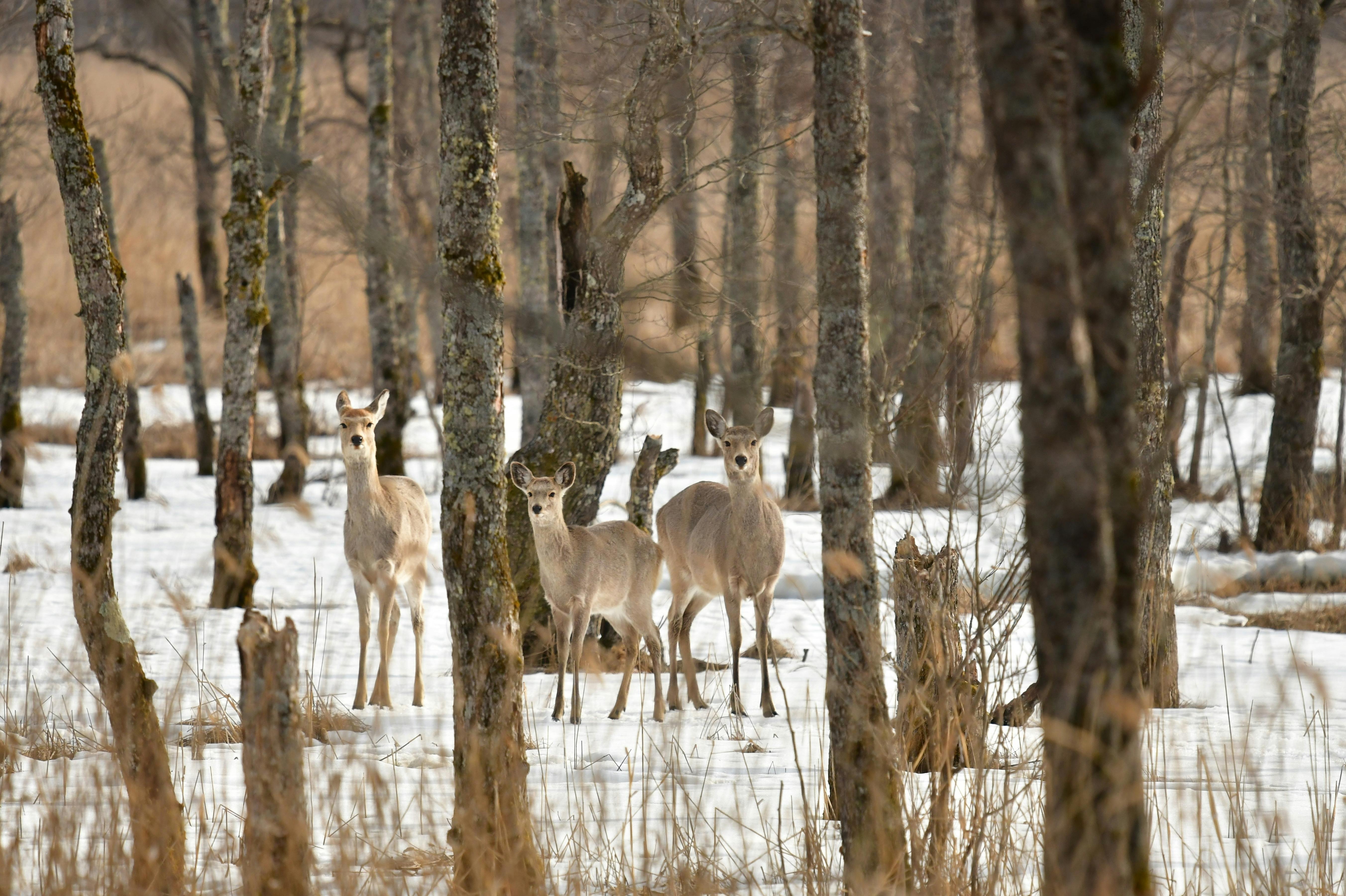 Three deer stand alert among leafless trees in a snowy forest, blending into the winter landscape. Tall grass and patches of snow cover the forest floor.