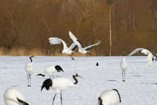 Several red-crowned cranes stand and walk on a snowy field, while two cranes are landing with wings spread. Bare trees and tall grass are visible in the background.