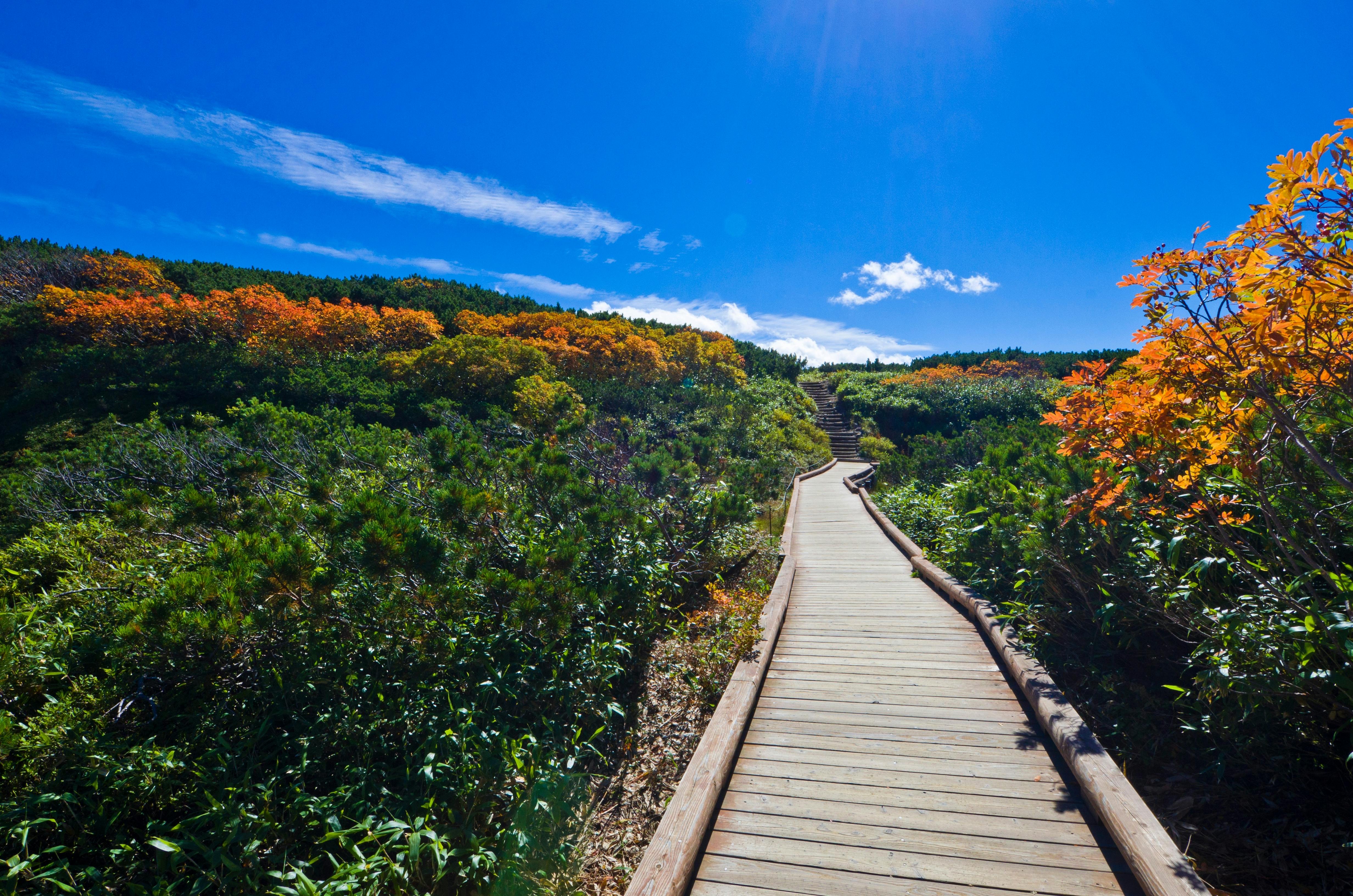 A wooden boardwalk winds through lush greenery and vibrant autumn foliage under a clear blue sky with scattered clouds.