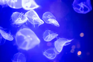 Translucent jellyfish with glowing outlines float gracefully in a deep blue water background, creating an ethereal underwater scene.