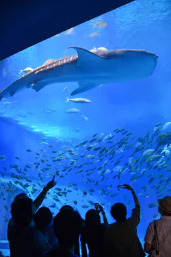 People stand in silhouette, watching and photographing a large whale shark and many smaller fish swimming in a massive, blue-lit aquarium tank.