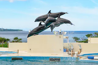 Four dolphins leap out of a pool in perfect synchronicity at an outdoor aquarium, with the ocean and blue sky in the background. Water splashes below them as they perform.