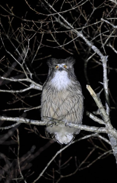 Night Safari Shiretoko Night Safari Shiretoko