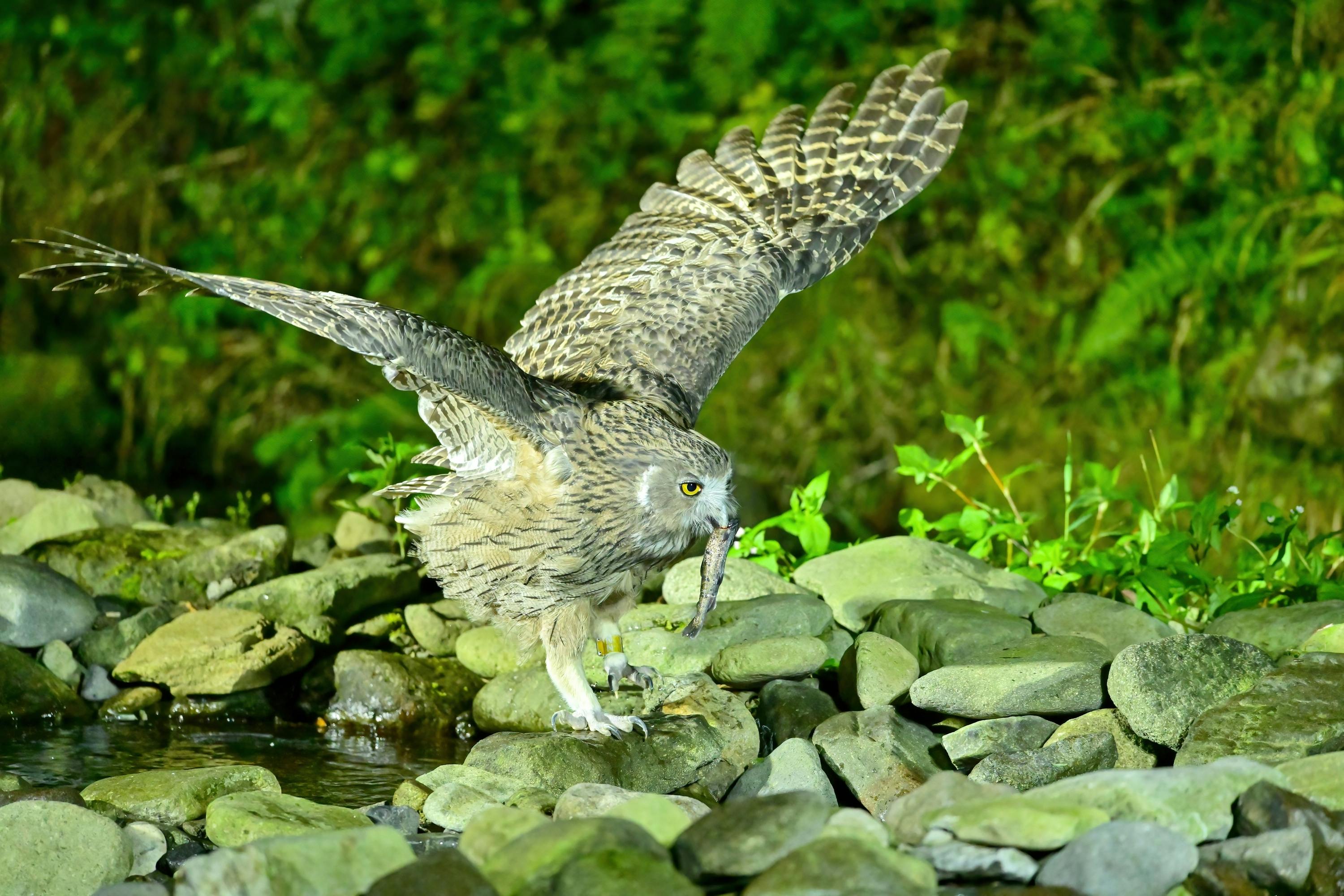 Night Safari Shiretoko