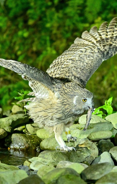 Night Safari Shiretoko Night Safari Shiretoko