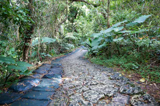 A stone pathway winds through lush green tropical forest, surrounded by dense vegetation and tall leafy plants under the shade of trees.
