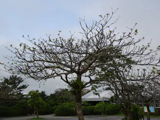 A leafless tree with a few green leaves and branches stands in a park, surrounded by shrubs and a paved path, with a cloudy sky and buildings in the background.