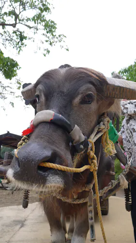 A close-up of a water buffalo's face, wearing a rope harness and leather noseband, standing outdoors with trees and people partially visible in the background.