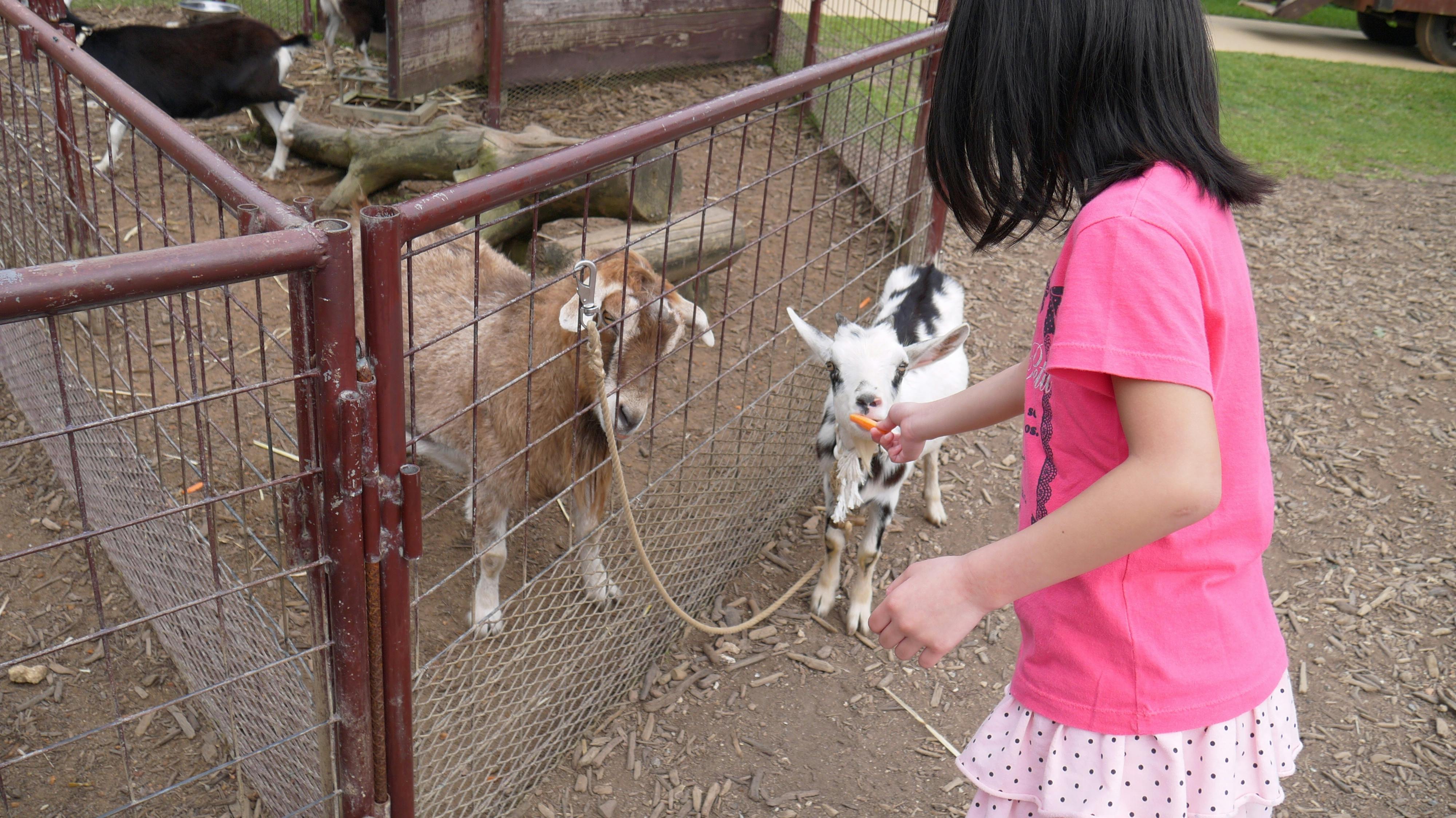 A child in a pink outfit feeds goats through a wire fence at an outdoor animal enclosure. The ground is covered with dirt and wood chips, and there are more goats inside the pen.