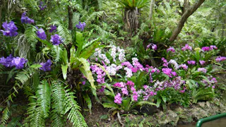 A lush forest scene with clusters of vibrant orchids in purple, pink, and white, surrounded by green ferns and trees.