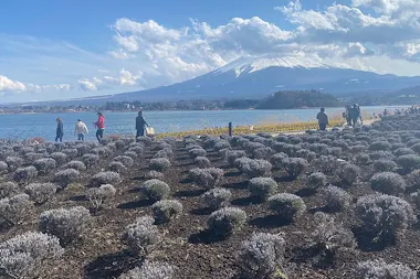 Private Tour to Mt Fuji by Luxury Vehicle