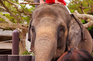 A close-up of an elephant’s face with a person in red clothing sitting on its back. Trees and part of a fence are visible in the background.