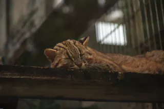 A brown tabby cat is sleeping peacefully on a wooden platform, with its head resting on the surface. The background shows blurred metal bars, suggesting it is in an enclosure.