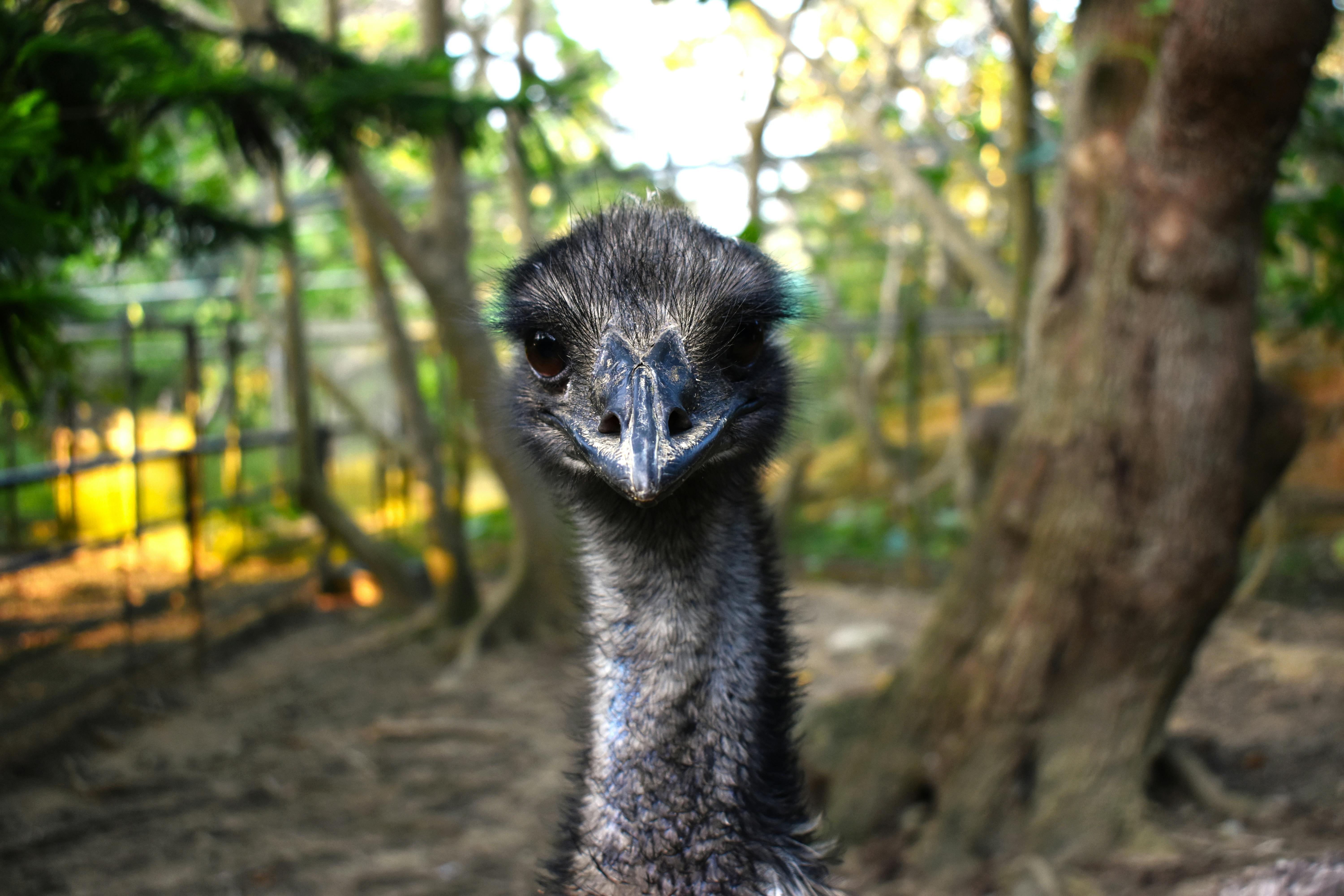 Close-up of an emu with dark feathers staring directly at the camera, surrounded by blurred outdoor trees and fence in the background.