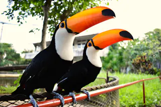 Two toucans with large, bright orange beaks are perched side by side on a red metal railing, with green foliage and a blurred building in the background.