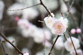 Close-up of delicate pale pink cherry blossoms blooming on thin brown branches, with a soft-focus background of more blossoms and branches.