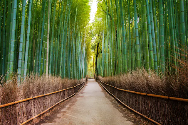 Arashiyama Bamboo