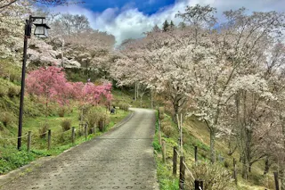 A paved path winds through a park lined with cherry blossom trees in full bloom, displaying pink and white flowers under a partly cloudy blue sky. Grassy slopes and a lamp post frame the peaceful spring scene.