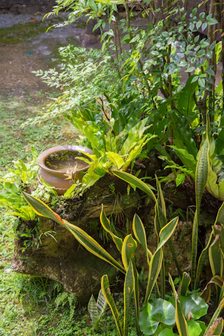 A small clay pot filled with water sits among lush green plants and foliage in a garden, surrounded by bright leaves and a patch of grass.