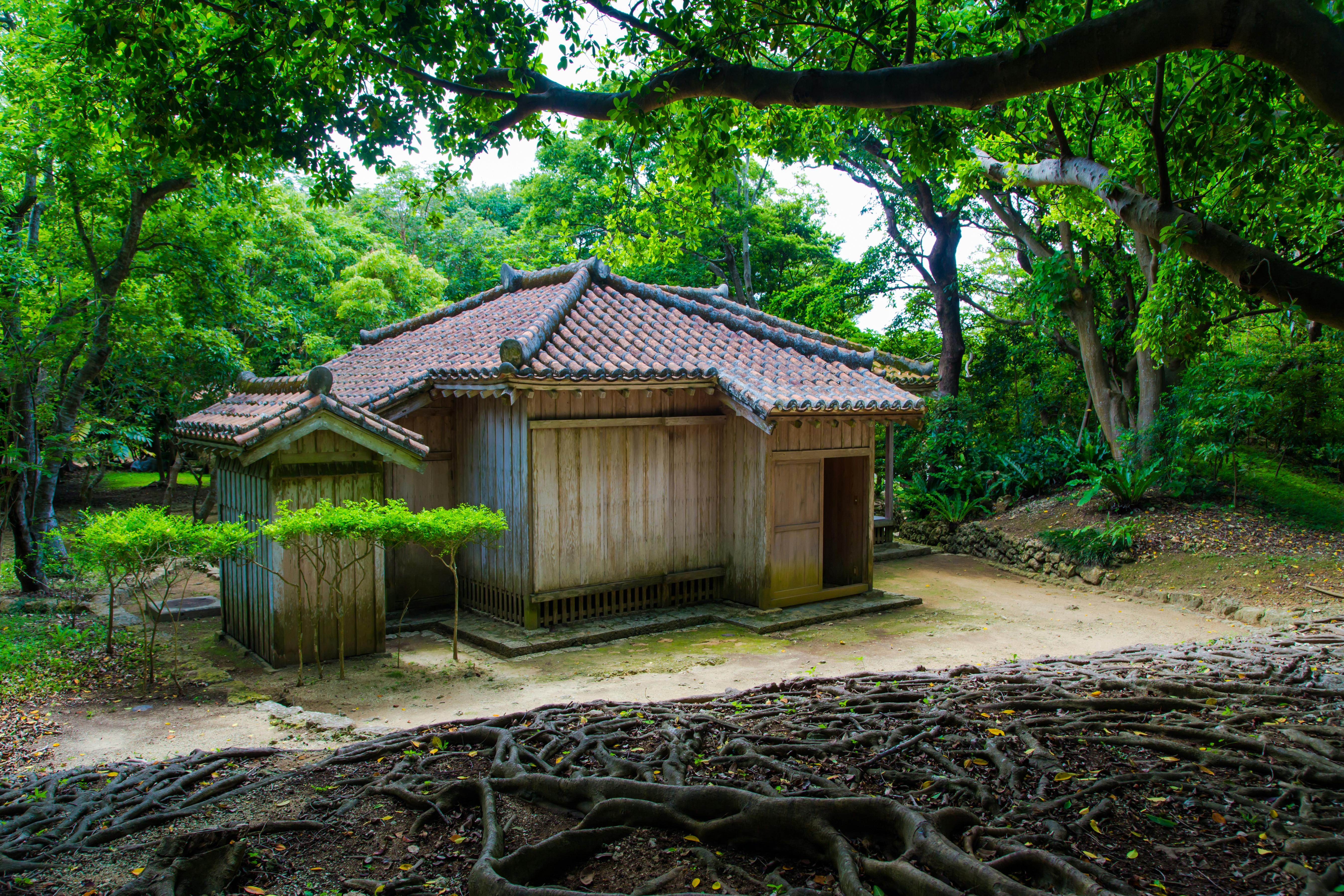 A traditional wooden Japanese house with a tiled roof stands surrounded by lush green trees and large exposed roots covering the ground in the foreground.