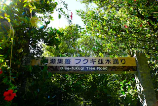 A sign reading "Bise-fukugi Tree Road" in English and Japanese hangs above a tree-lined path, surrounded by lush green foliage and a red hibiscus flower on the left. Sunlight filters through the leaves.
