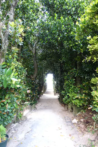 A sandy path surrounded by dense, green trees forms a tunnel of foliage, leading toward bright sunlight at the end, suggesting an opening or exit ahead.