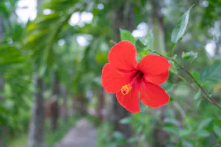 Southeast Botanical Gardens