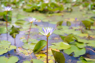 Southeast Botanical Gardens