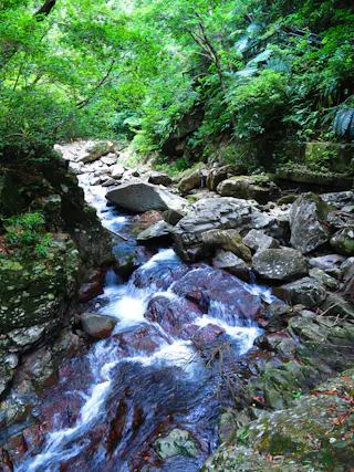 A lush, green forest surrounds a rocky stream with clear water flowing over stones and moss-covered rocks under a canopy of trees.
