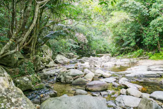 A rocky stream flows through a lush, green forest with dense trees and foliage, creating a serene natural setting with sunlight filtering through the leaves.
