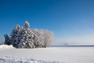 A group of snow-covered trees stands on a wide, open field blanketed in snow under a clear blue sky. The landscape appears calm and wintry, with soft shadows and untouched snow.