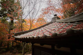 A traditional Japanese roof with curved tiles is covered in fallen autumn leaves, surrounded by trees with vibrant red and orange foliage.
