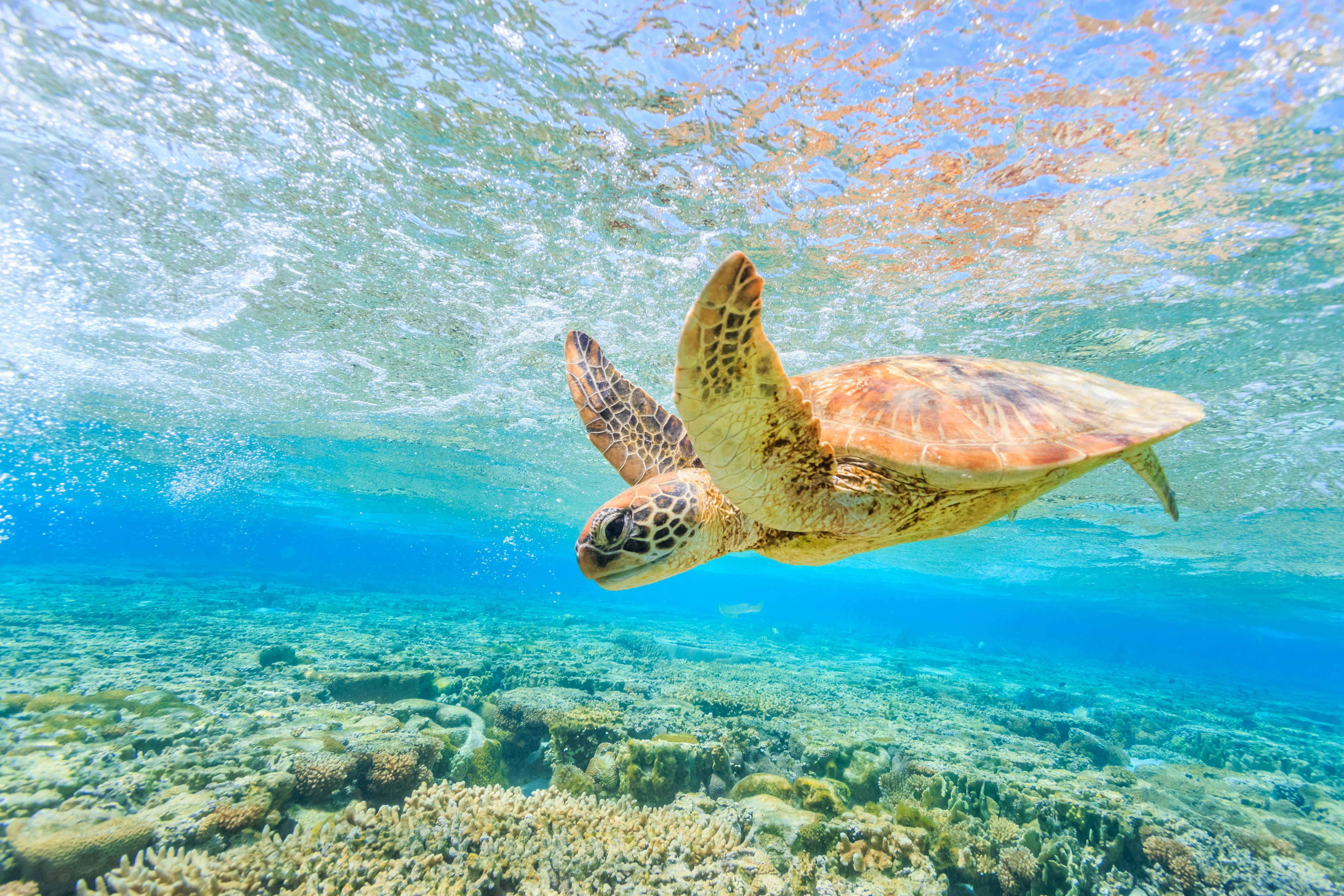 Snorkeling with Sea Turtle