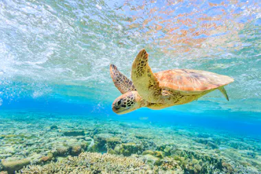 Snorkeling with Sea Turtle