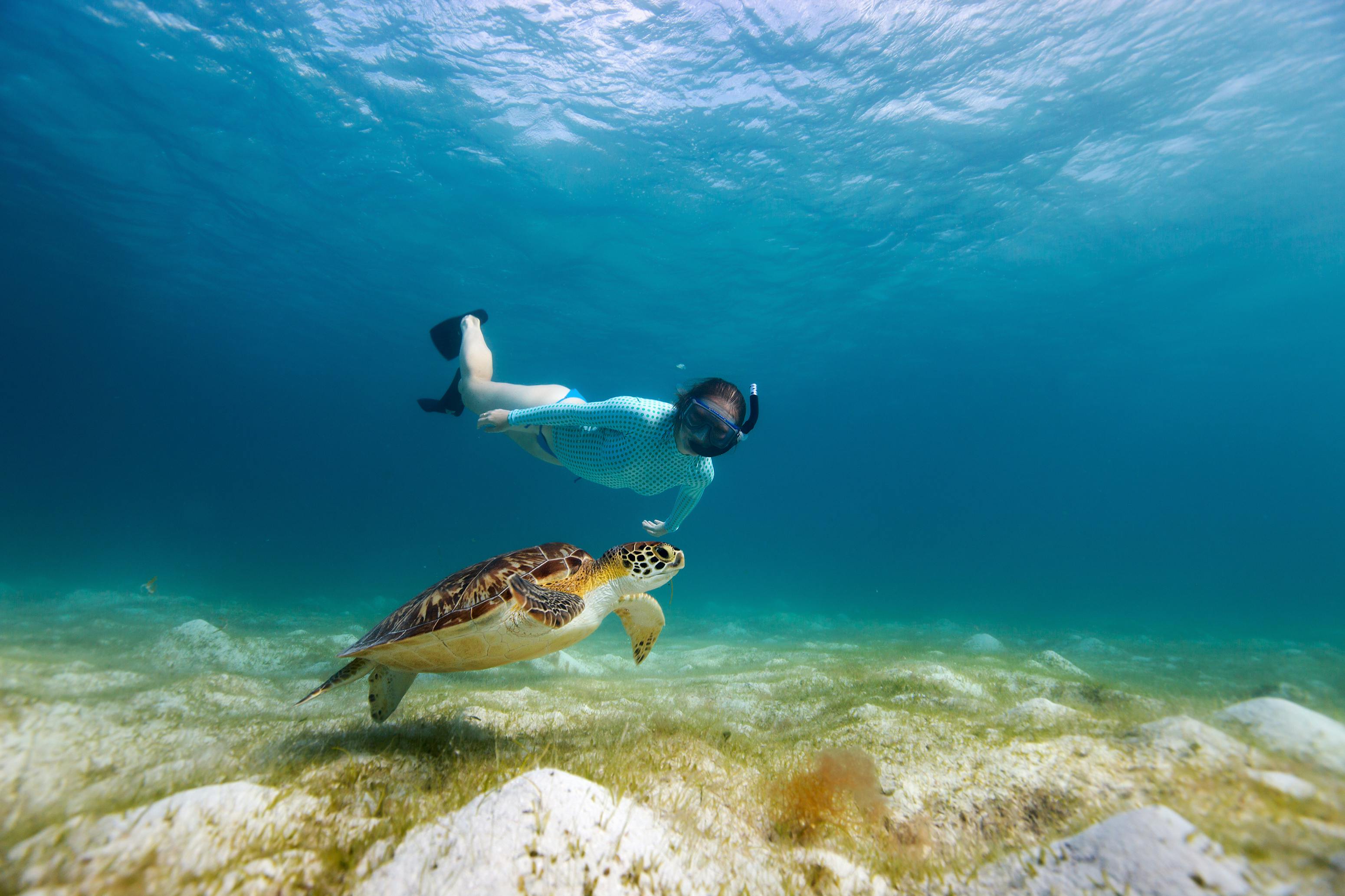 Snorkeling with Sea Turtle