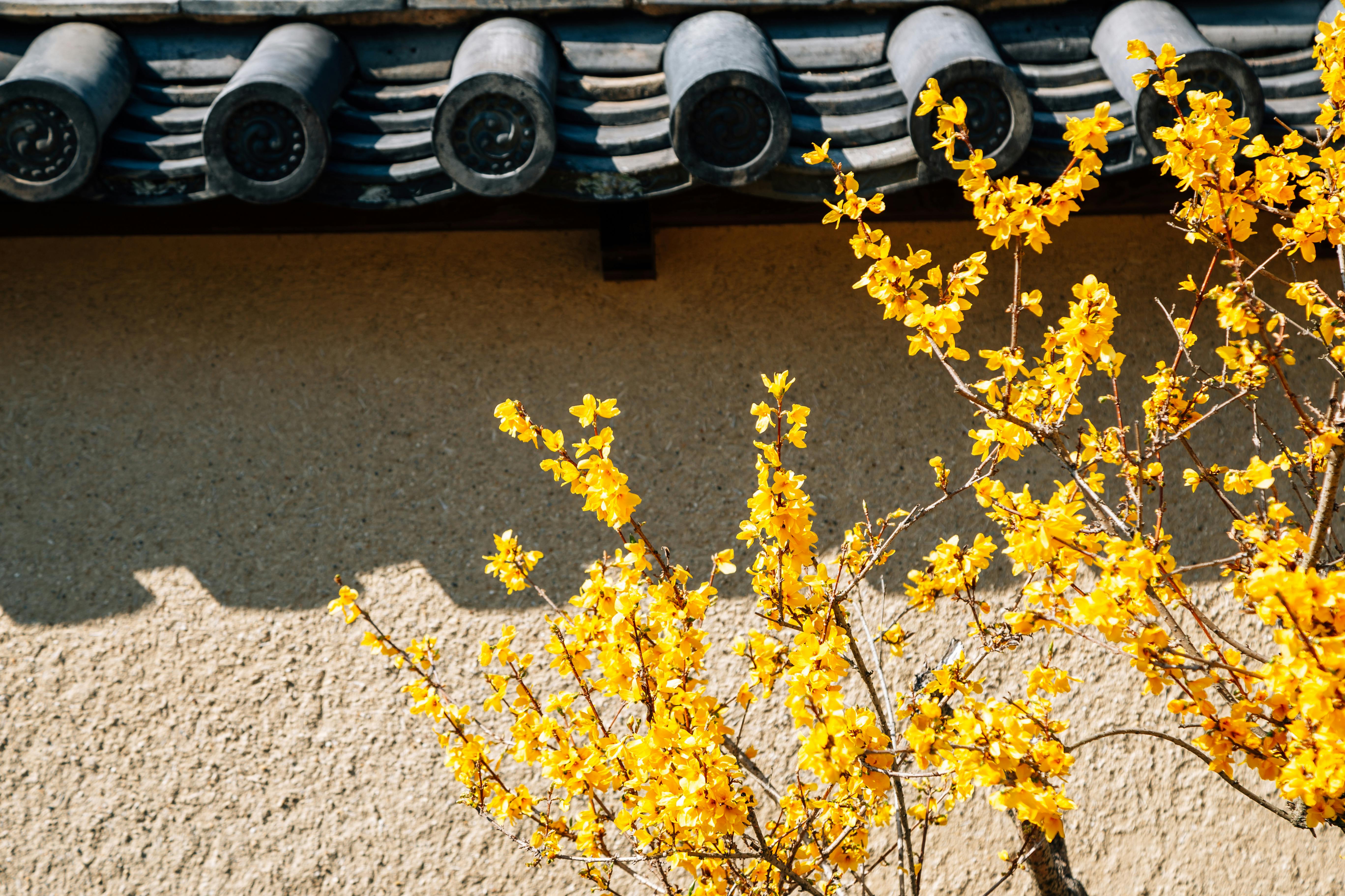 Yellow flowering branches in front of a traditional Japanese-style wall with gray tiled roofing, casting distinct shadows on the textured surface.