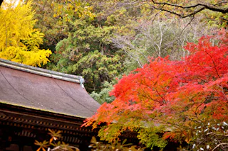 Traditional Japanese temple roof surrounded by vibrant autumn foliage, including bright red, yellow, and green trees, creating a colorful seasonal landscape.