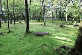 A serene garden scene with trees scattered across a lush, green moss-covered ground. Sunlight filters through the leaves, casting dappled shadows. A large rock is centered among the moss.